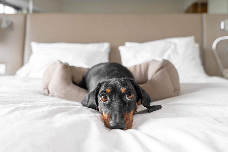dachshund pet-friendly hotel room
